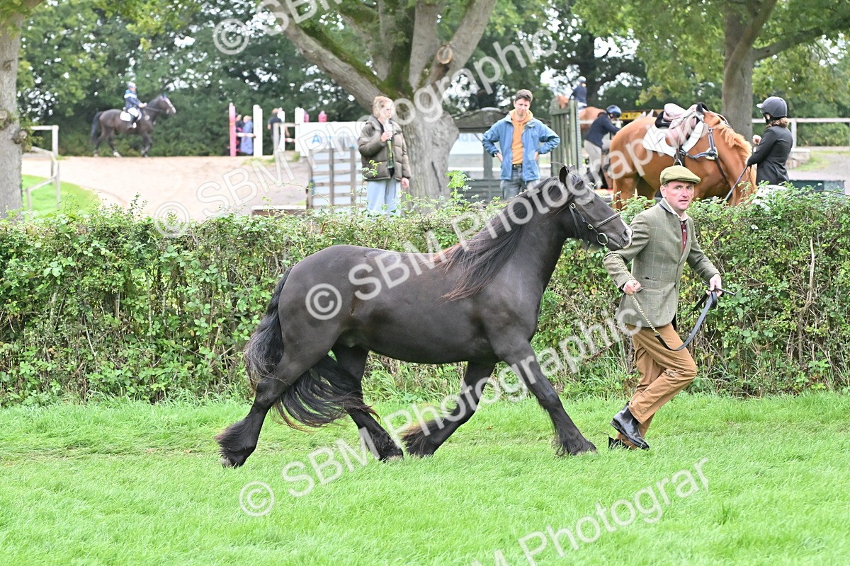 SBM_58148 - S47 - Mini Show Cob In Hand