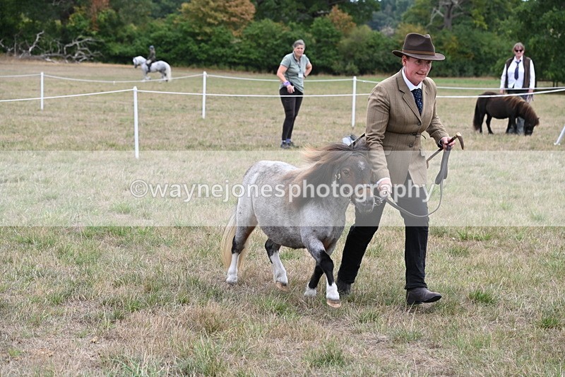 WJ6_5471 - Class 18 In-hand Coloured