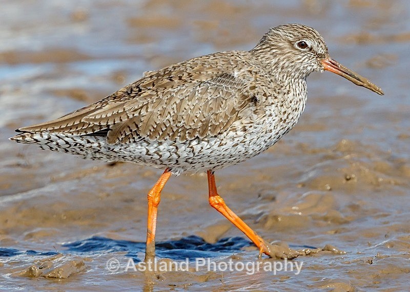 Astland Photography, Bird and Wildlife Images, Susan and Peter Wilson, U.K.