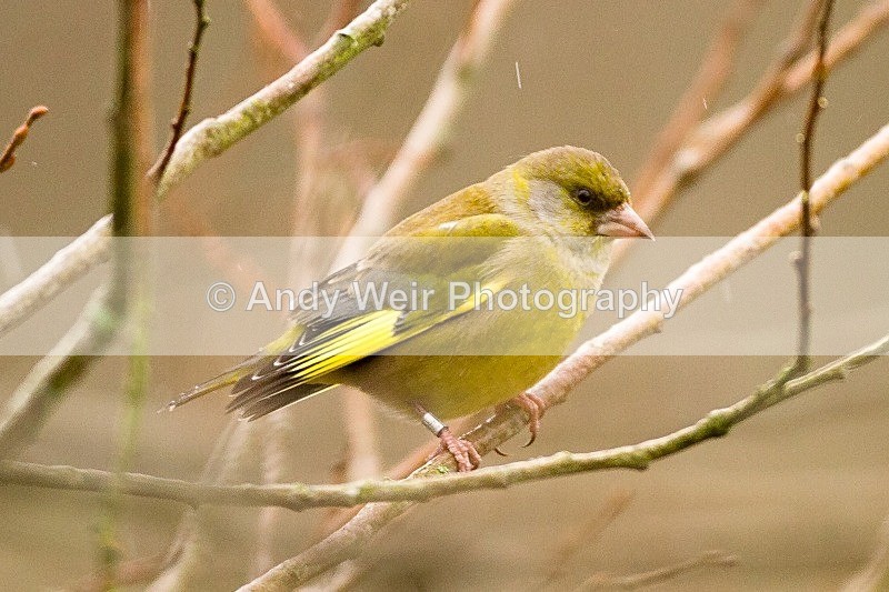 20120204-_MG_8430 - Finches