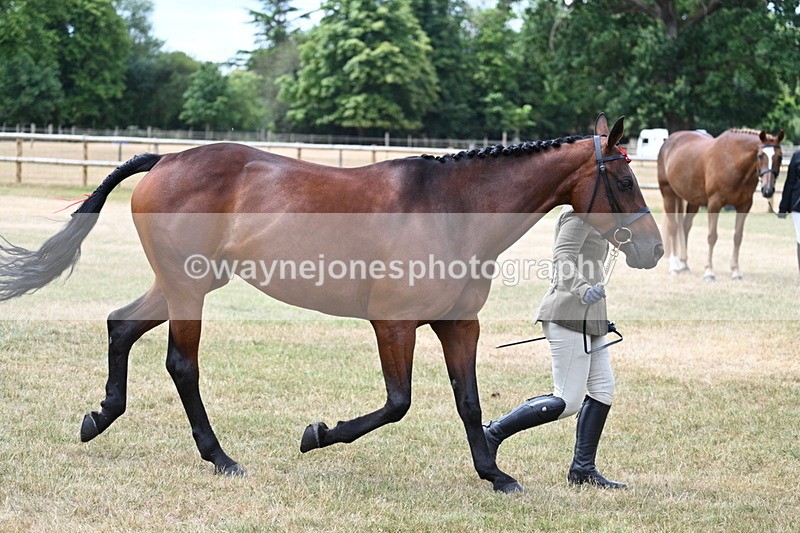 WJ7_1912 - Class 4a Prettiest Mare 14.2hh and over hand