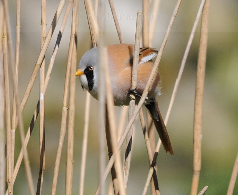  - Birds