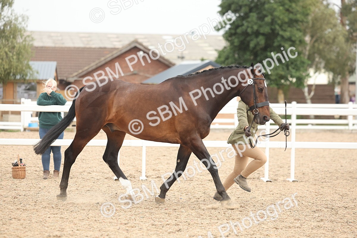 SBM_19809 - Class 318 - IH Part Bred Horse-Pony
