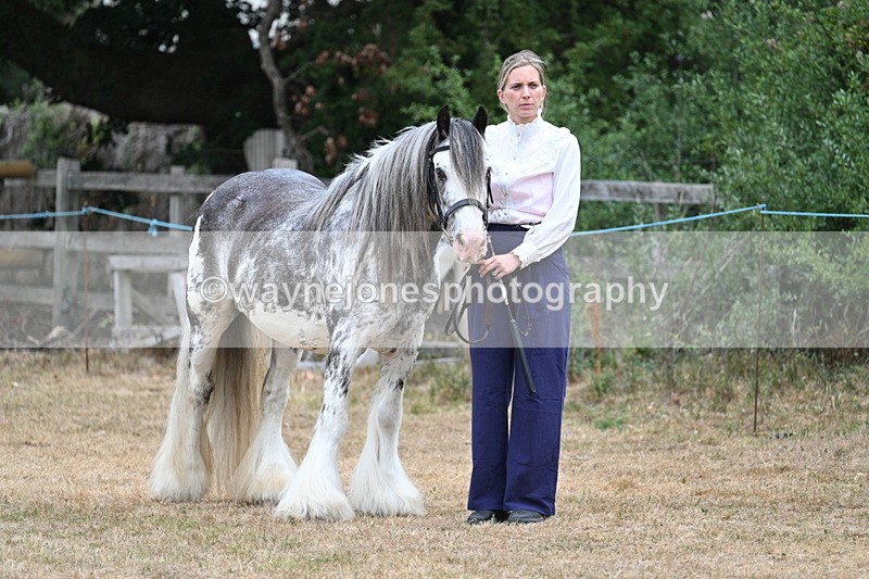 WJ7_9557 - Class 5 Most Handsome Gelding (up to 14.2hh)