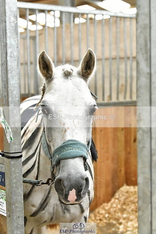 230804A-095342-02217 - Stable Shots