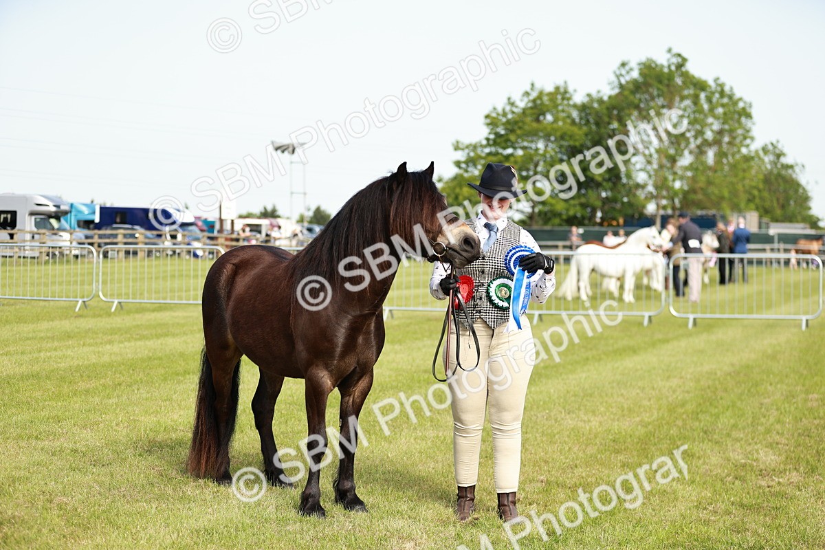 SBM_00657 - Class 14-23 - Mountain & Moorland In Hand Non Welsh
