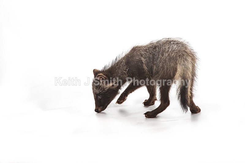 2SKJ8861 - Roaming Reptile Show. II