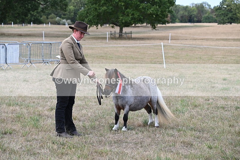 WJ6_7115 - Class 21 Shetland & Mini Horses