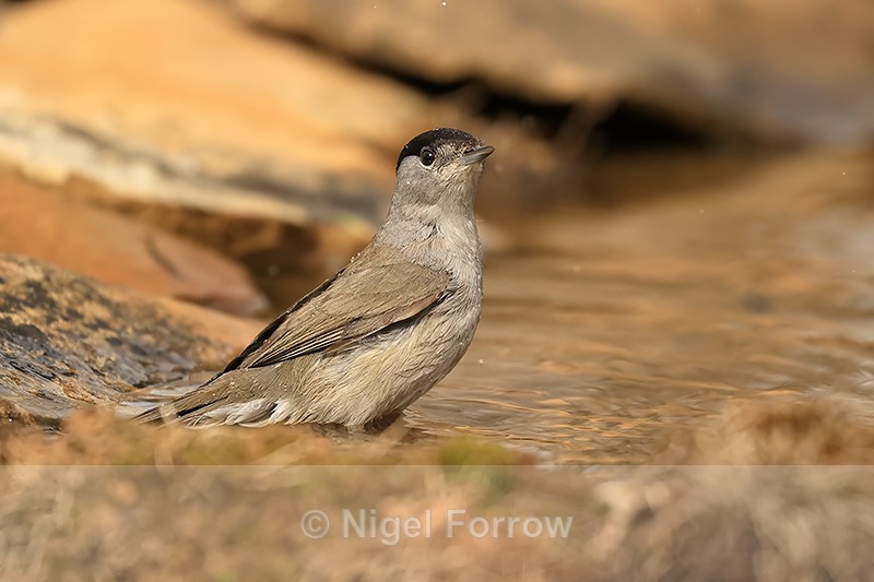 Blackcap (male) in drinking pool, Claret, Spain - Eurasian Blackcap