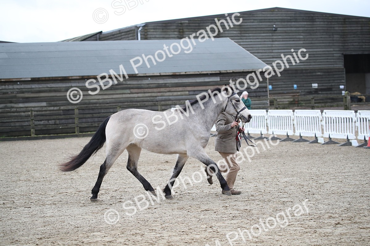 SBM_004104 - Class 1-4 - Young Stock classes Inc. In Hand Championship