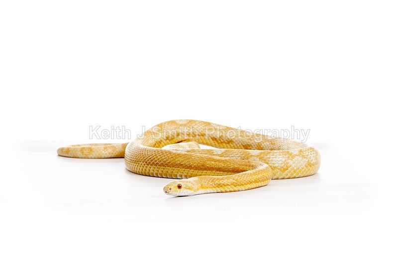 2SKJ8947 - Roaming Reptile Show. II