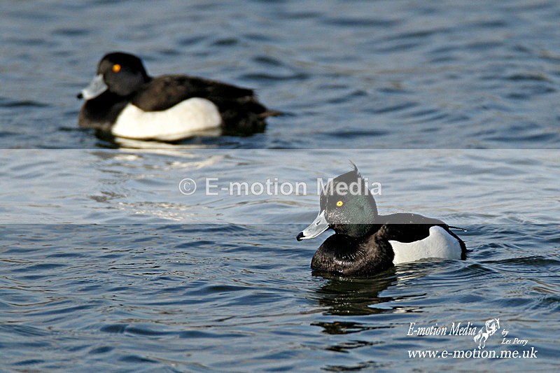 tufted duck 010212  2 - Nature