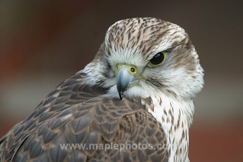 Peregrine