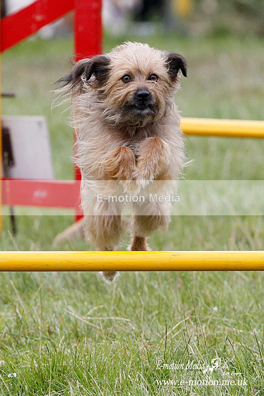 GRH 240710-63p - Dogs