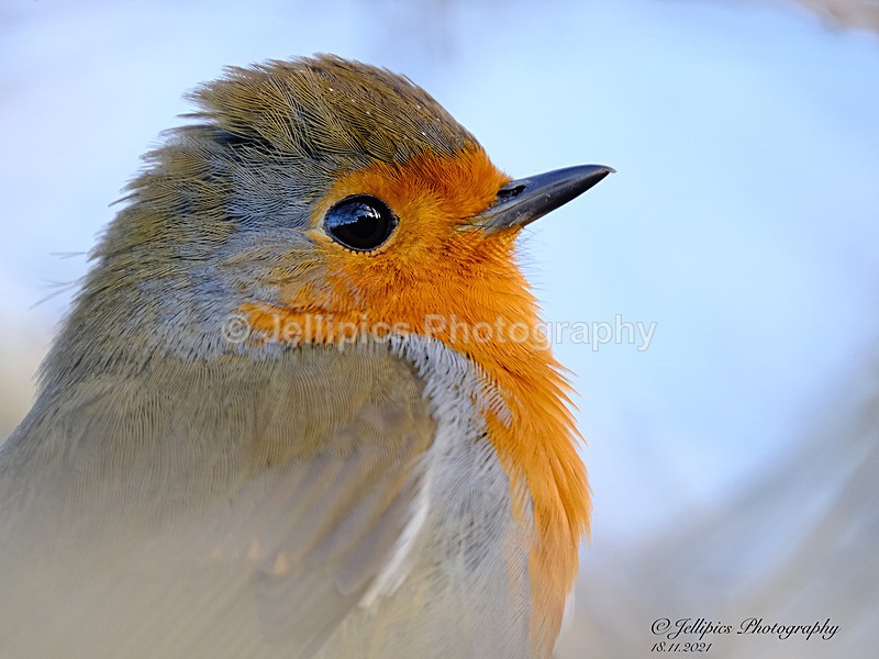  - Wildlife and Nature