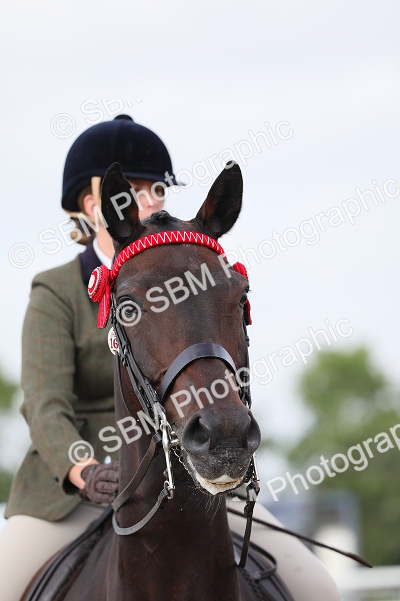SBM_11473 - Class 305 Ridden Foreign Breeds- Pure Bred