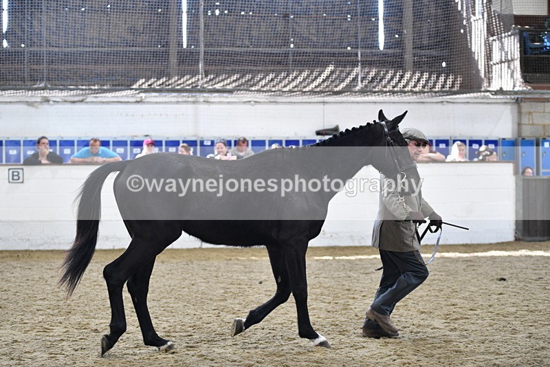 WJ5_4812 - Class 3 Part Bred In hand