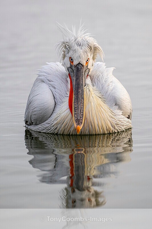 Dalmatian Pelican - Lake Kerkini