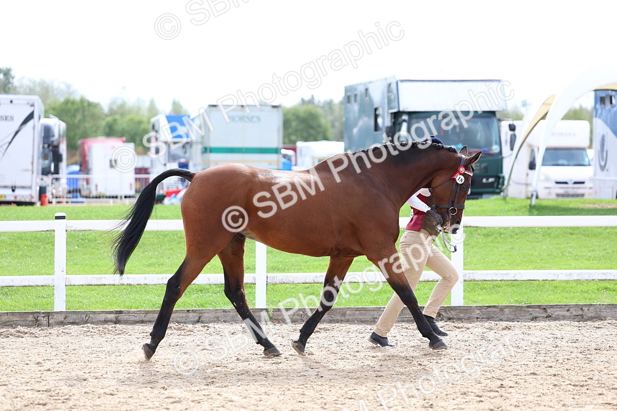SBM_04458 - Class 26 - IH Foreign Breeds - Part Bred