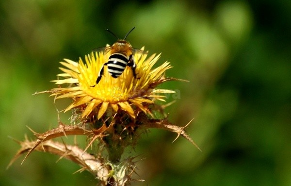 Zbee - Insects and Spiders