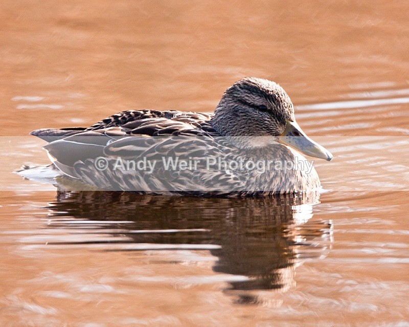 20110306-IMG_8193 - Mallard