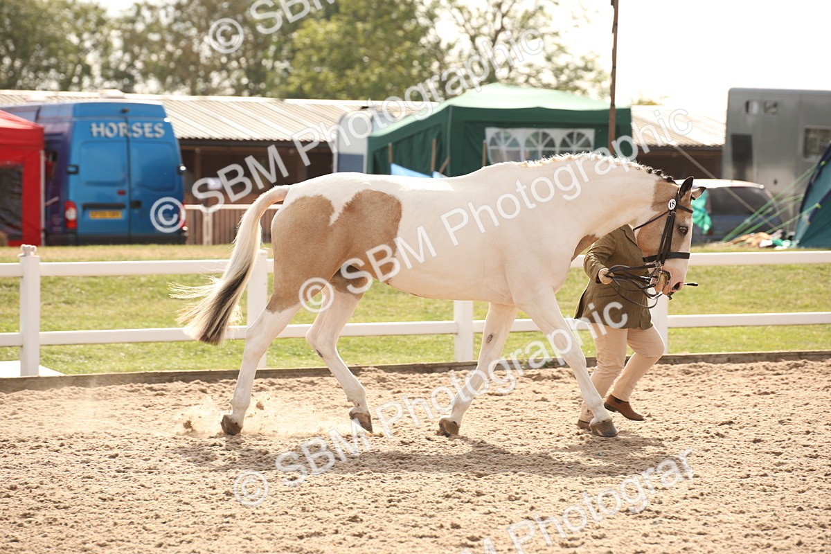 SBM_08171 - Class 27 - IH Competition Horse-Pony