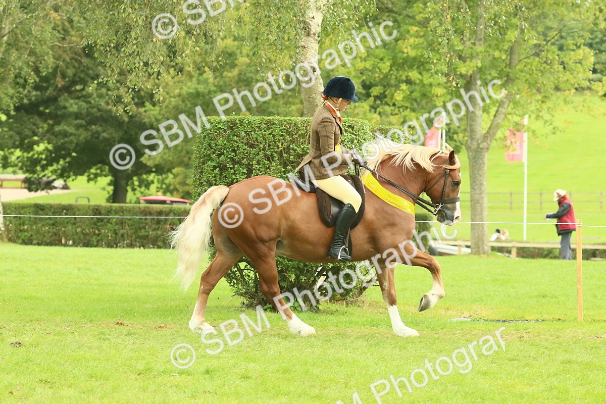 SBM_75030 - Ridden Pony Supreme Championship