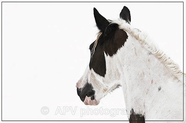  - Horses'n'Ponies
