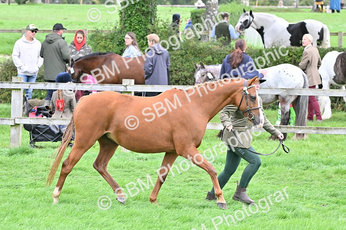 SBM_57556 - S46 - Part Bred Arab & Native Pony In Hand