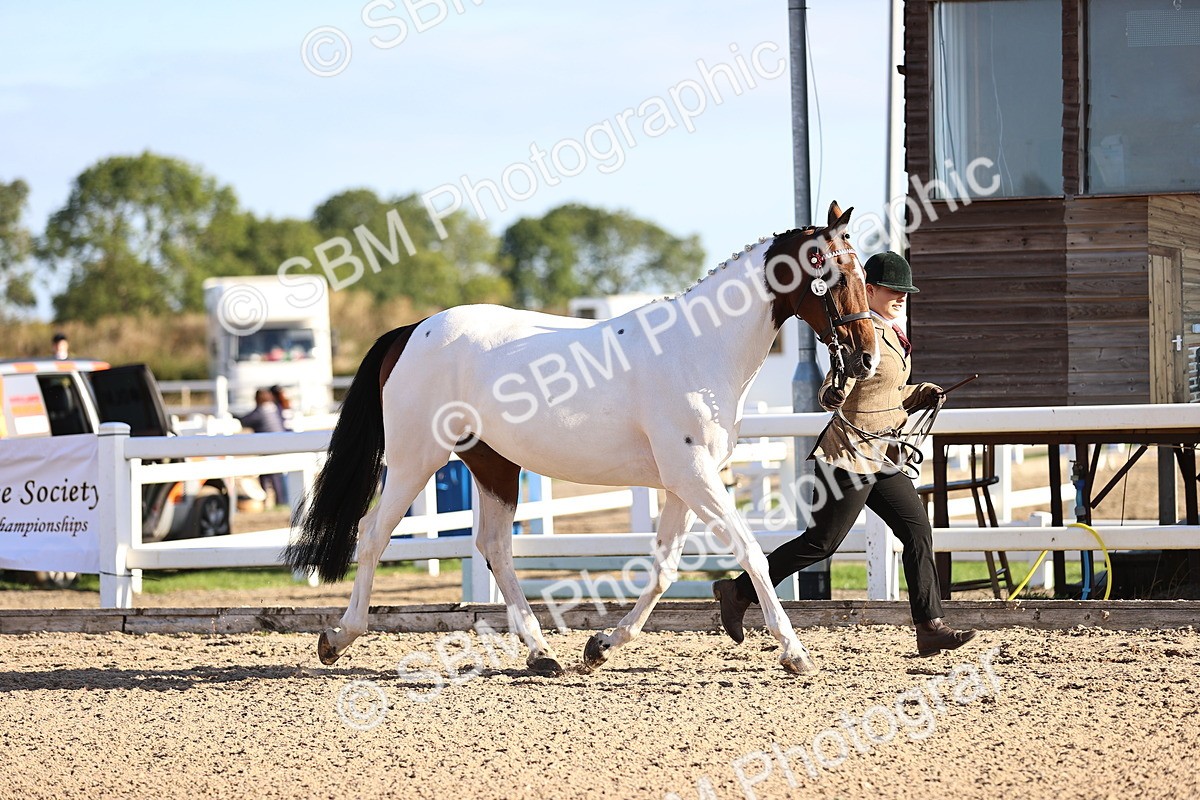 SBM_08336 - Class 401 - IH Veteran Horse