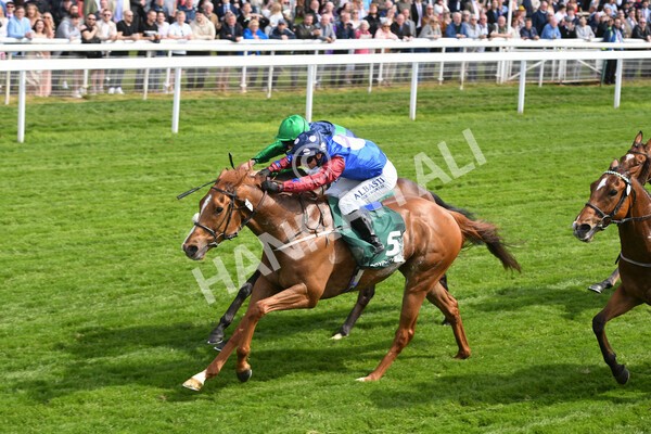 yr12052022r3-18 - Race 3 3.00pm The Paddy Power Hambleton Stakes