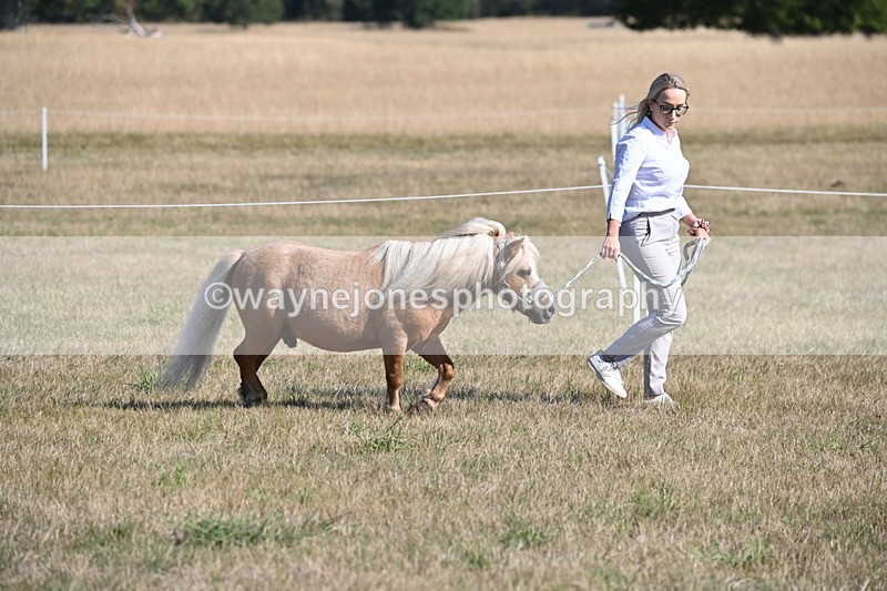 WJ6_7183 - Class 33 Rescue Pony