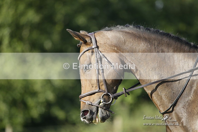 BVRC 120921 114 - Bourne Valley Riding Club UA Dressage & Show Jumping 12/09/21