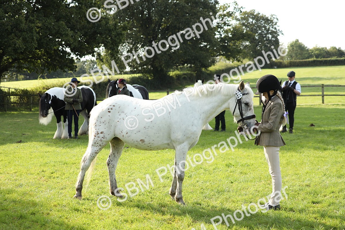SBM_60952 - S43 - Coloured Pony In Hand