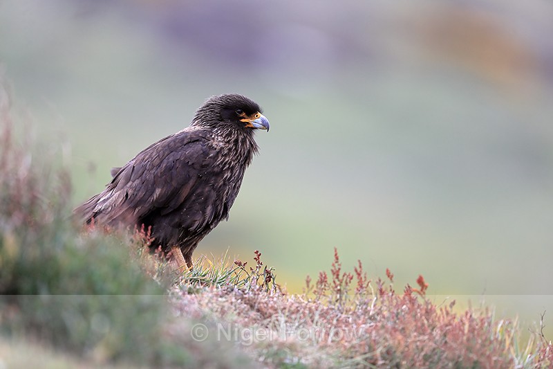 Striated Caracara on moorland hillside, Carcass Island, Falklands - Striated Caracara