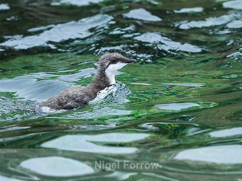 Guillemot chick swimming, Farne Islands - Guillemot