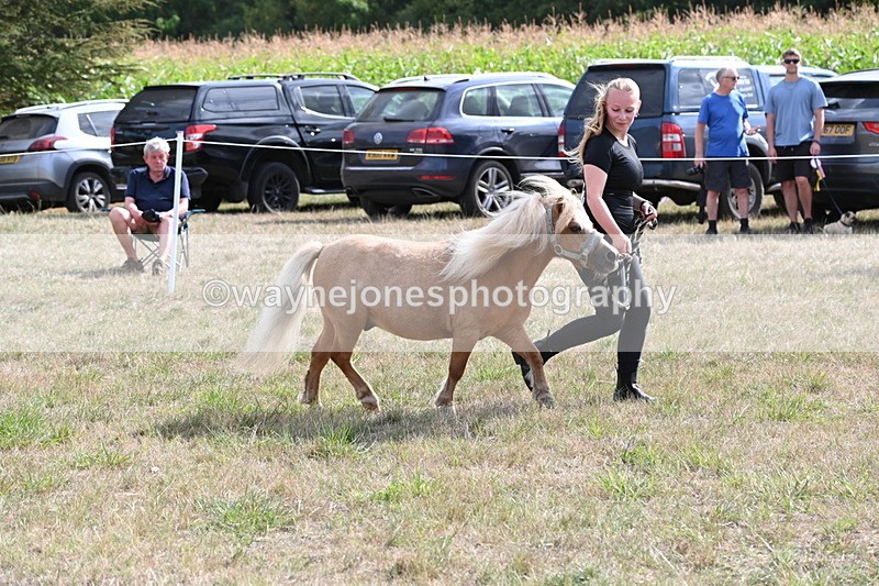 WJ6_6941 - Class 21 Shetland & Mini Horses