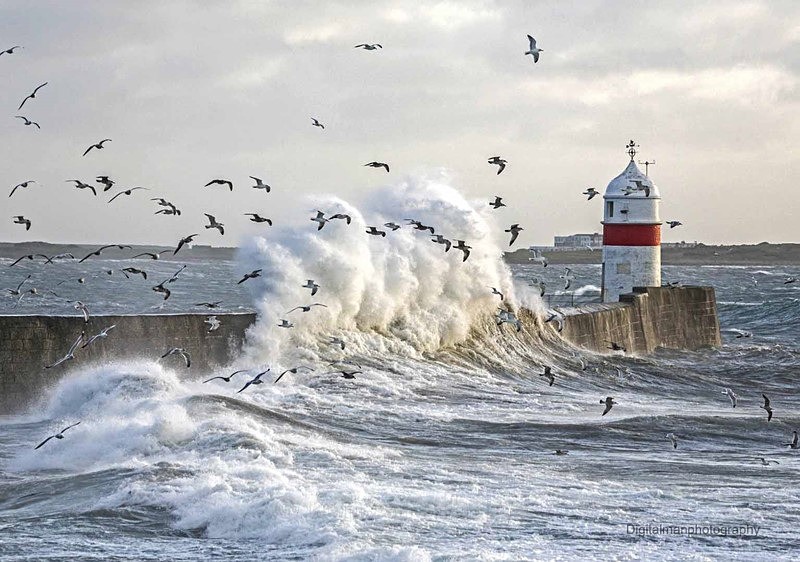 Gulls in the Spray - Sea of Man