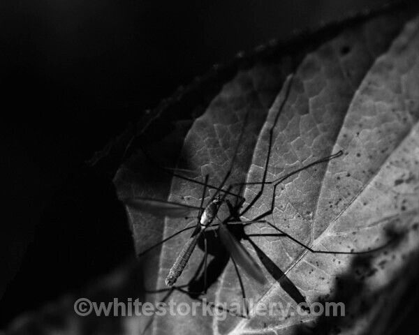  - Slow Photography