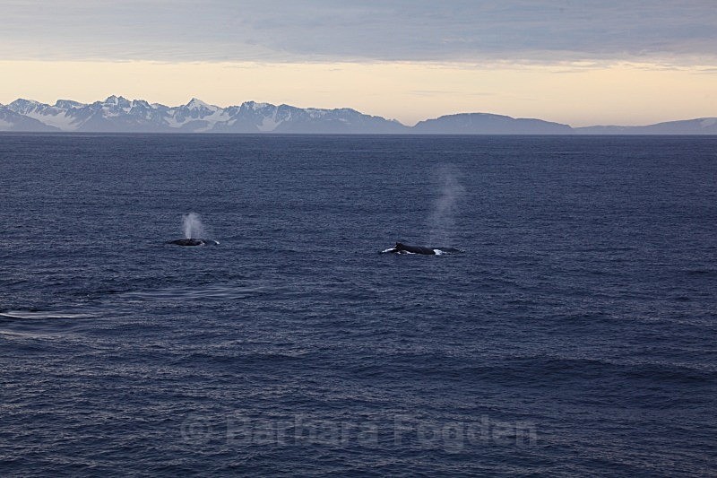 Humpback Whale 8768 - Wildlife