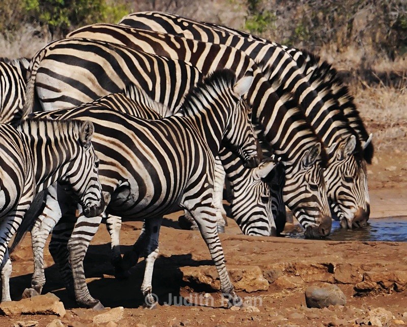 Burchells Zebras at waterhole - South Africa Birds and Mammals