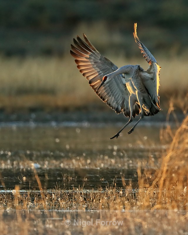 Sandhill Crane slowing to land, Bosque del Apache, New Mexico - Sandhill Crane