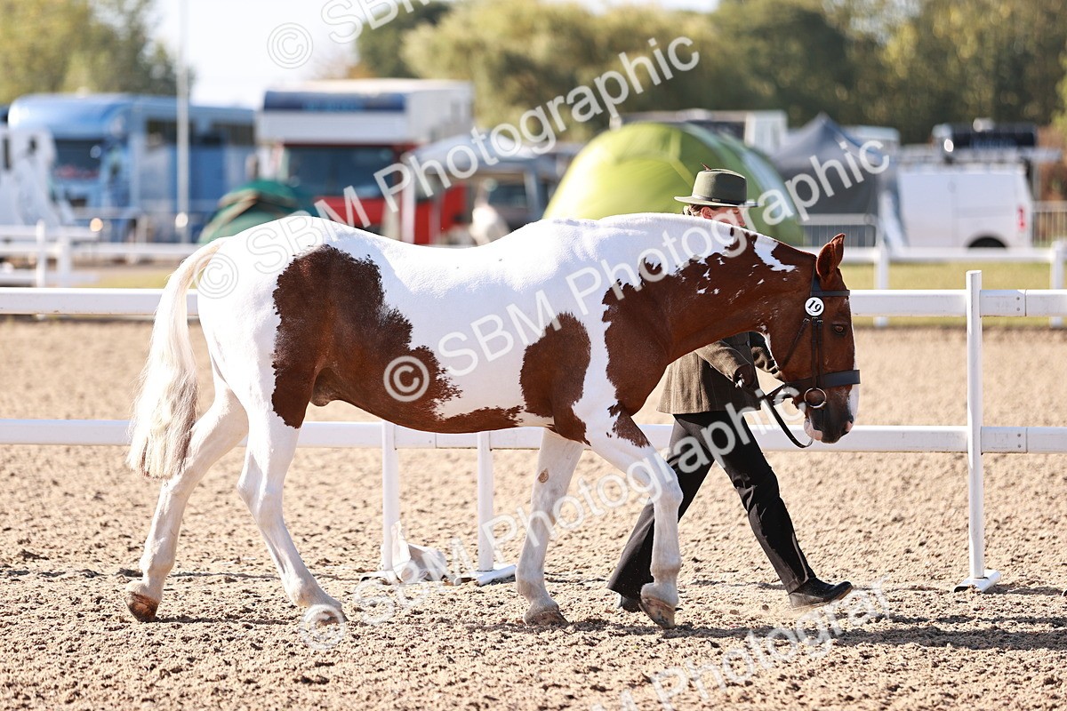 SBM_22004 - Class 702 - IH Show Horse-Pony