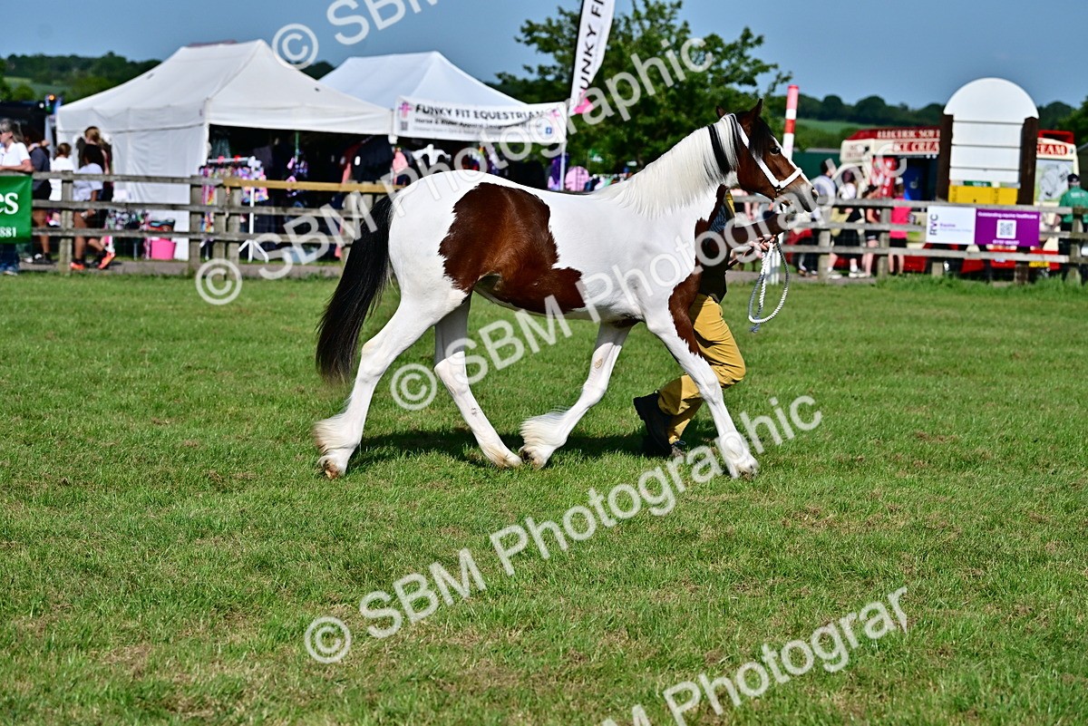 SBM_10030 - Class 63-65 - Traditional Gypsy Cobs In Hand & Ridden