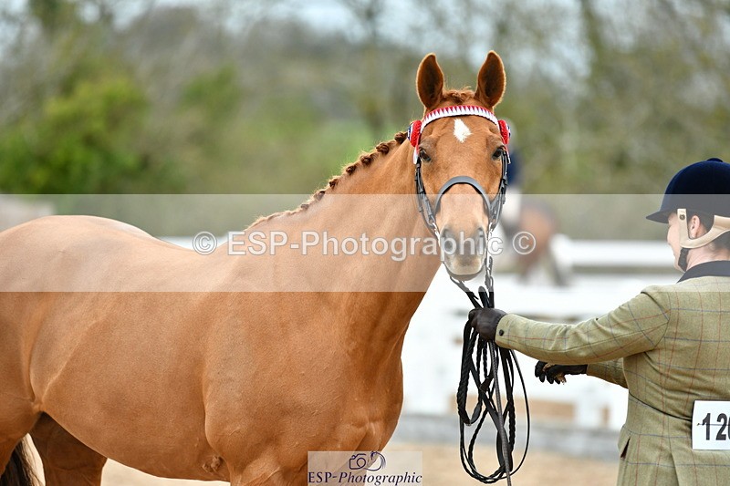 230416A-115105-04210 - Cls 47 In Hand Racehorse to Showhorse