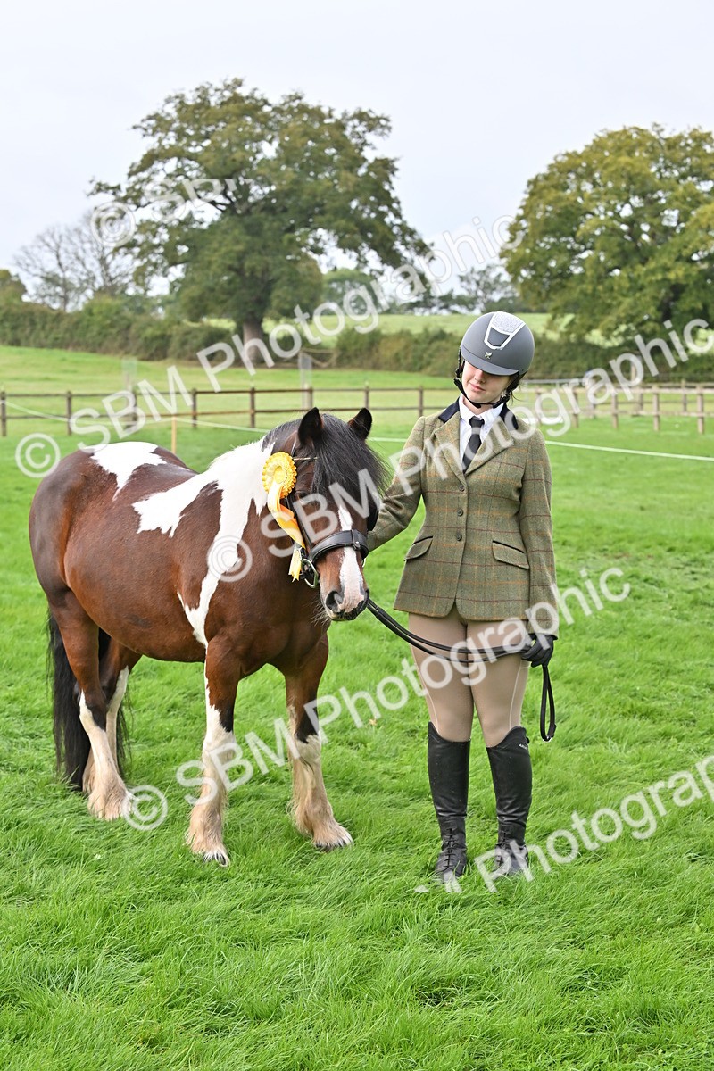 SBM_57007 - S45 - Coloured Pony In Hand