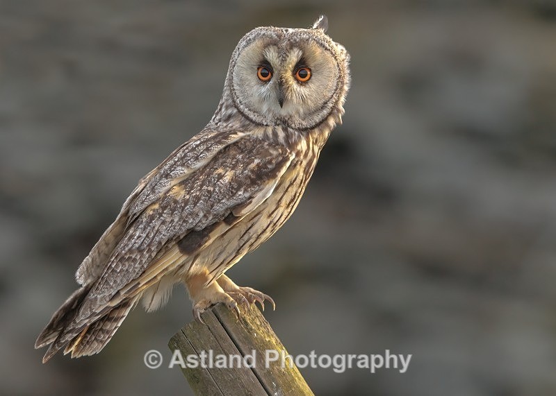 Long-eared owl - Latest Images