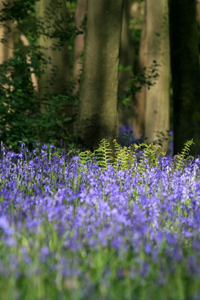 Blue Bells _S098 - Somerset landscape Photography