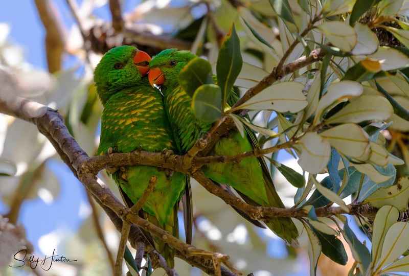 Greeny Pair 2