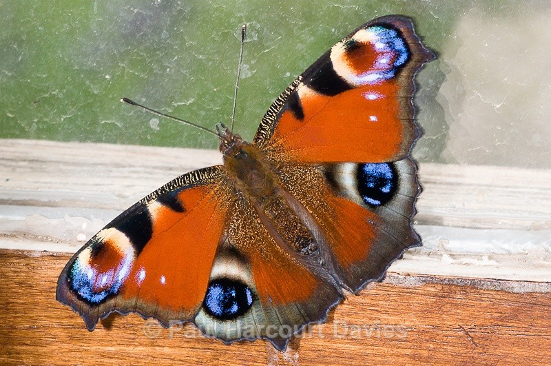  - Bugs: Butterflies